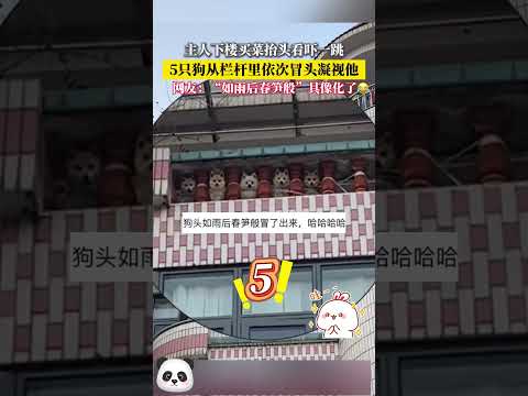 主人下樓買菜擡頭看嚇一跳，5只狗從欄杆裏依次冒頭凝視他，網友：&ldquo;如雨後春筍般&rdquo;具像化了~#shorts #china #DynamicChina