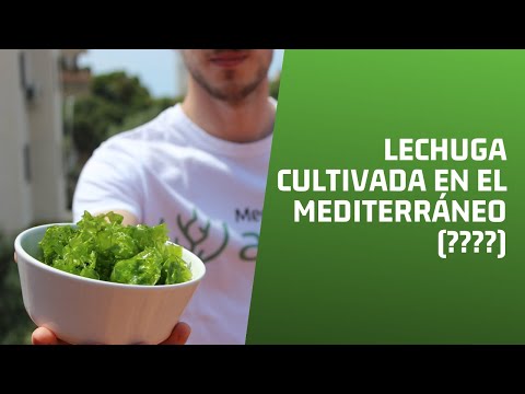 Videos from Mediterranean Algae