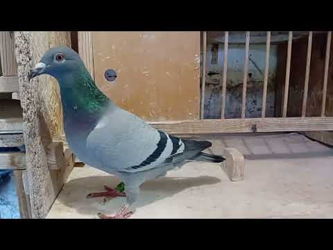 🌍BKHodowla, PL-0211-2023-8838, 100% Pieter Veenstra, tel. 692508722