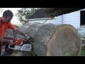 Stihl MS880 In Big Oak 