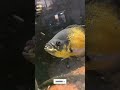 Oscar fish breeding 🤩