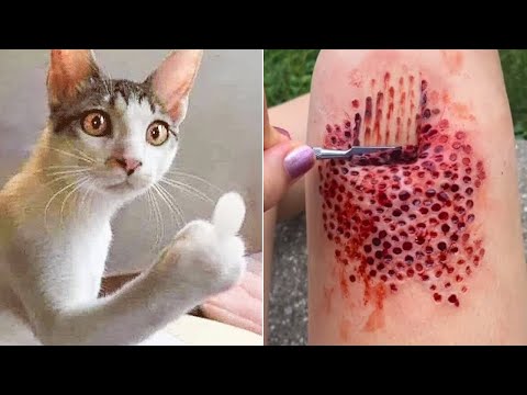 Funny Animal Videos🐱🐶 Funny Angry Cats Compilation 2022