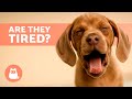 Why Do DOGS YAWN So Much Understanding Canine Language