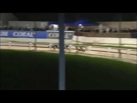 Bubbly Turbo Coming 2nd In His Retirement Race In Trap 4. Xxxx