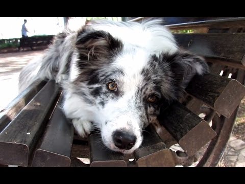 Cheza - 10 months Border Collie