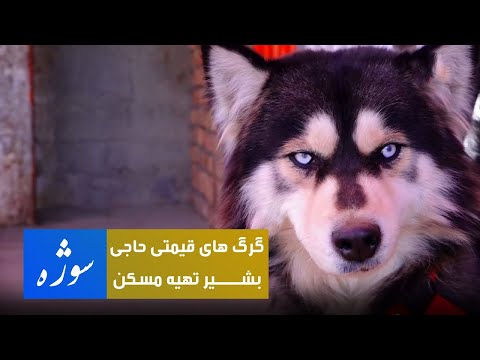 Sozha: Haji Bashir Tahia Maskan's expensive wolves / سوژه: گرگ های قیمتی حاجی بشیر تهیه مسکن
