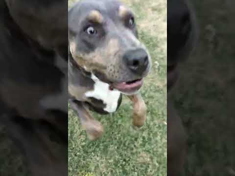 Rita, an adoptable Pit Bull Terrier & American Staffordshire Terrier Mix in Bethesda, MD_image-1