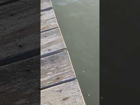 ¡!INCREIBLE !! la cantidad de estos animales  #youtubeshorts #medusa