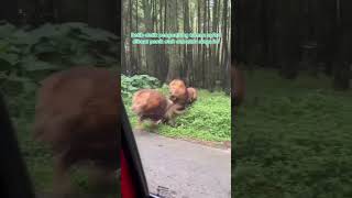 Download lagu MOMEN SINGA NGAMUK DI TAMAN SAFARI #shorts mp3