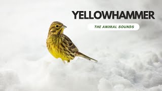 Yellowhammer Song : The Enchanting World of the Yellowhammer Call.