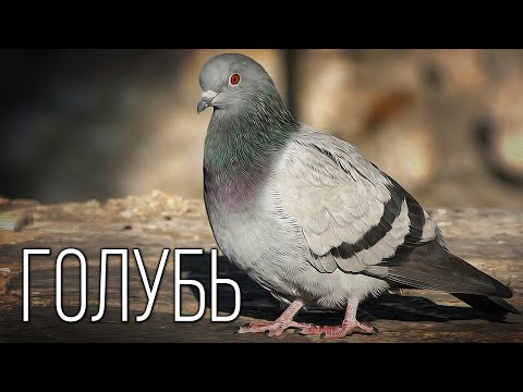 Голубь: Птица мира | Интересные факты про голубей
