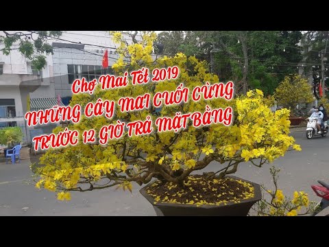 Chợ Hoa Tết 2019_NHỮNG CÂY MAI ĐẸP TRỞ VỀ NHÀ trước 12h ngày 30 Tết_Bán Hết Trả Chỗ/CS Cần Thơ HG