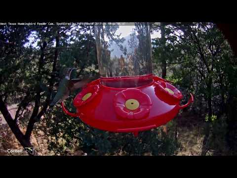 Female Magnificent Hummingbird in West Texas– June 19, 2017