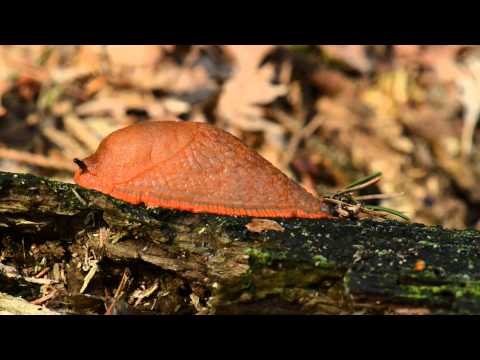 Red slug (Arion rufus)