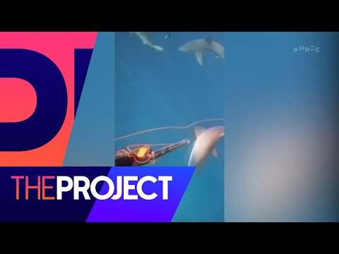 How two divers survived a frenzy in shark-infested waters | The Project NZ