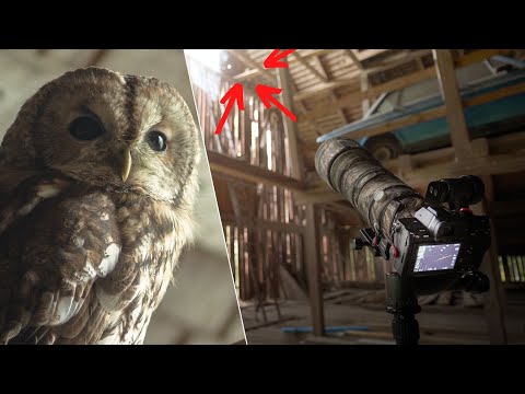 OWL PHOTOGRAPHY inside an old barn // Tips how to find OWLS