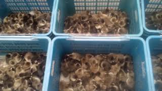 হাঁস খামারের ভিডিও-১