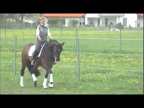 Verkaufspferd Baronesse v. Belissimo M/ Day Dream/ World Cup II