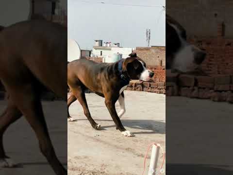 Pitbull dog 🐕#status