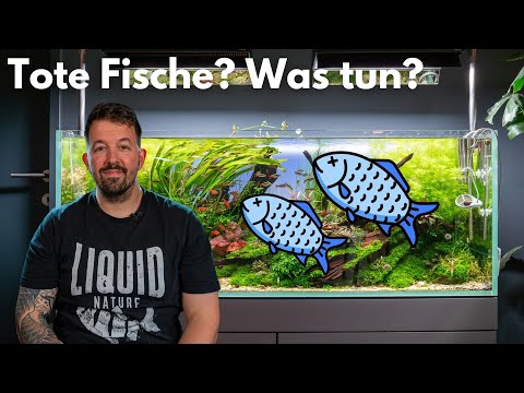 What to do if a fish dies in the aquarium?