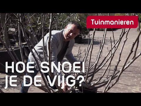 , title : 'De vijgenboom snoeien: hoe doe je dat? | Tuinmanieren'