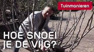 De vijgenboom snoeien: hoe doe je dat? | Tuinmanieren