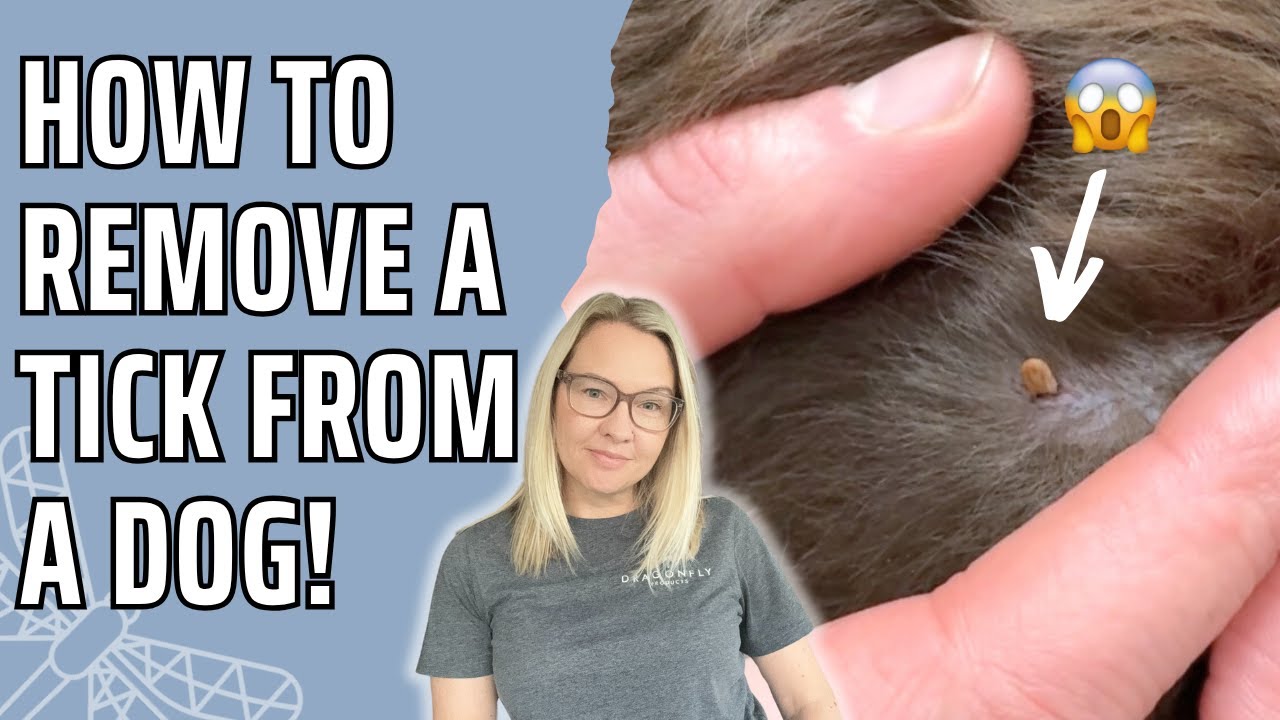 How To Remove A Tick From A Dog | Video