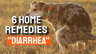 🐶6 HOME REMEDIES for your DOG with DIARRHEA✅