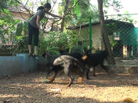 Biss-CH.India,CH.Bosnia,CH.Serbia & IPO-1. "Dandy Bistua Nuova Von Der Meister Weg x