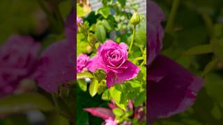 Stop and smell the Roses🛑✋👃🌹🥰🤩🙌 Rose Therapy #garden #nature #rose #flowers #therapy