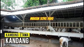 Biaya Kandang Kambing Baja Ringan - Tentang Kolam Kandang ...
