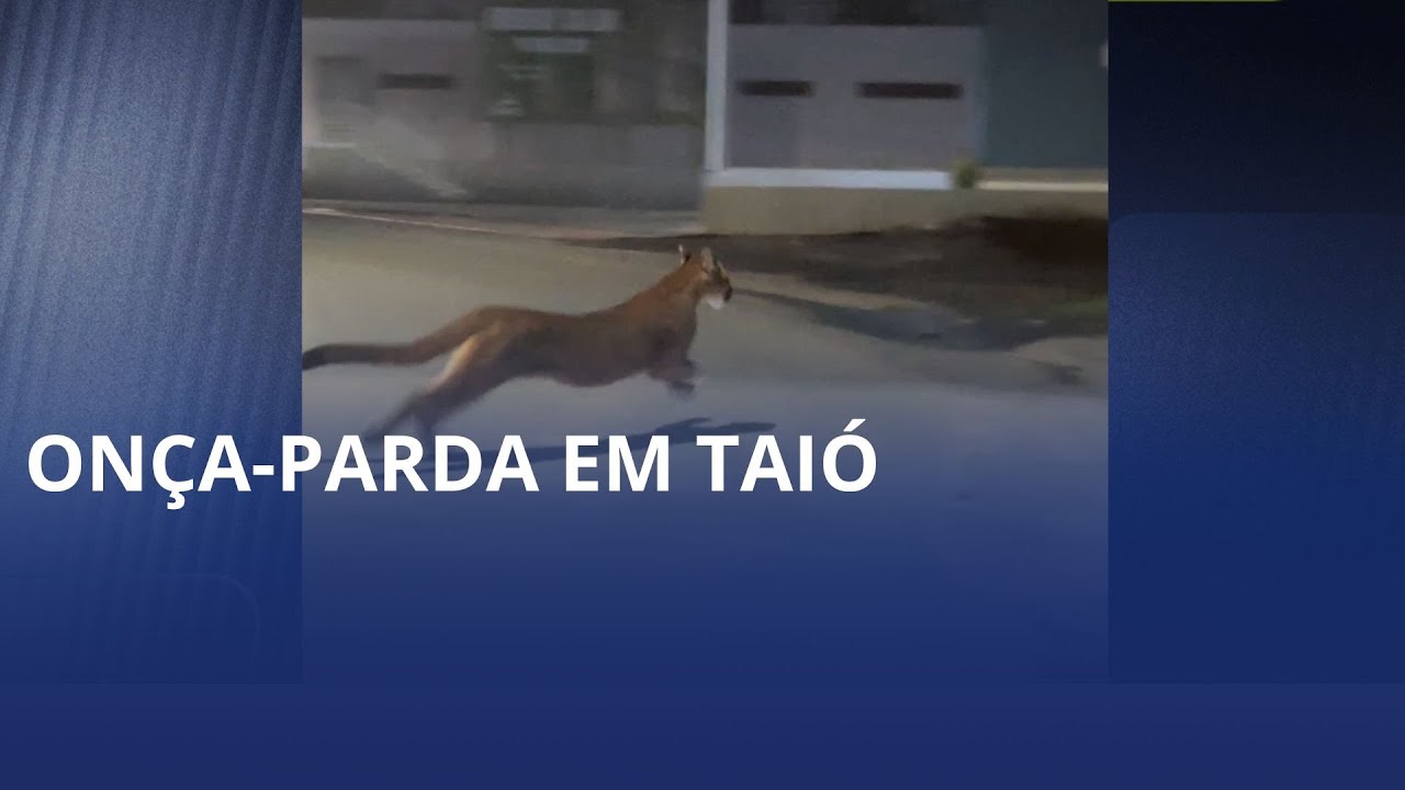 Onça-parda em Taió. Felino é flagrado em plena área urbana e vídeo repercute nas redes sociais