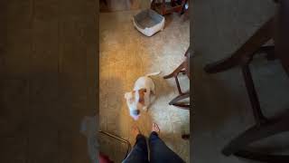 Video preview image #1 Jack Russell Terrier-Staffordshire Bull Terrier Mix Puppy For Sale in Harrison, AR, USA