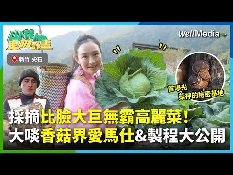 走訪新竹首度公開的秘密基地,大啖香菇界愛馬仕,鮮嫩多汁爆擊味蕾!人生第一顆手砍高山高麗菜,竟比臉還大?!【山林走跳計畫】EP6 (Part3)
