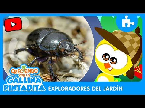 Creciendo con la Gallina Pintadita | Exploradores del Jardín - Escarabajo