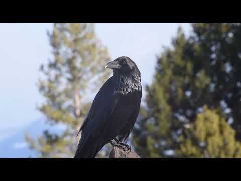 Kooperation zwischen Wölfen und Raben. Jana Malin