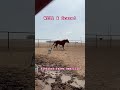 Rescued Belgian Draft Horse Runs In The Pasture For The First Time Since Being Saved From Slaughter