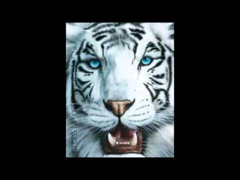 Rookie   Ich gebe nicht auf