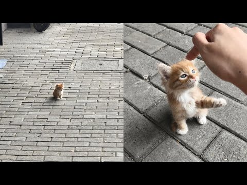 Laughing Out Loud With Hilarious Derpy Cat Moments – Synth Groove #2