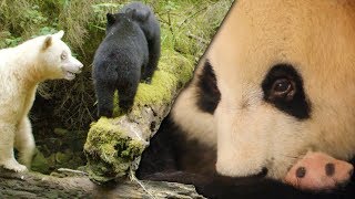 Most Inspiring Animal Family Moments | Top 5 | BBC Earth