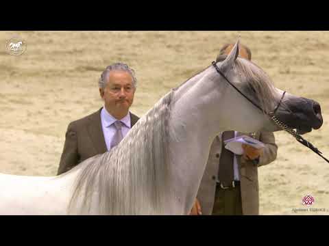 N 72 MOZN AL BIDAYER   Dubai Arabian Horse Show 2020   Mares 4 6 Years Old Class 5