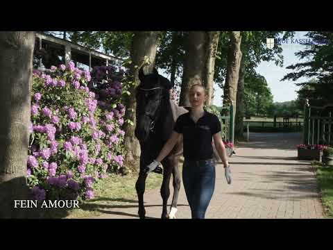 Cat. No 2 Fein Amour (Feinrich x San Amour I)