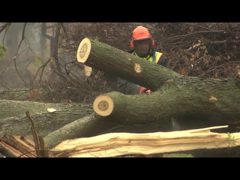 Chopping away at debris clean up, Cedar Rapids contractors expect to finish before year's end