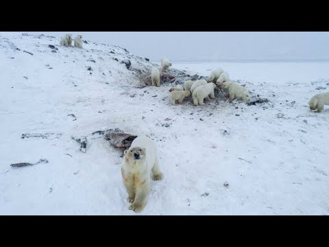 50 Eisbären fallen über Walross-Kadaver her