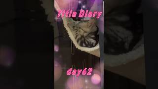 Titia Diary18「仔猫お迎えしました」【day62to64】 #アメリカンショートヘアー #シルバータビー #shorts