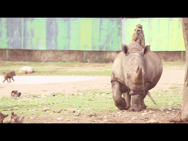 Vídeo relacionado con Zoo Crew - Niños y adultos Safari Animales Salvajes Personal & Visitante Camiseta