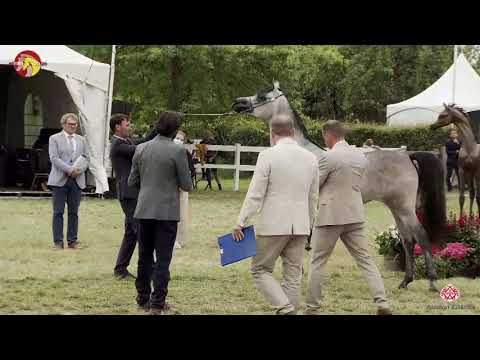 N 42 THALINA KA   2020 ELRAN ARABIAN CUP   Fillies 3 years old Class 7