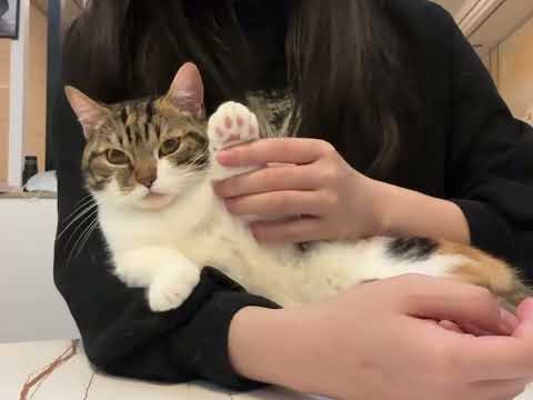 Decoding Cat 1: Unraveling the Enigma | Wiki Coffee