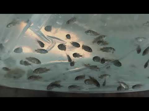 Wholesale Price Fish Seed -