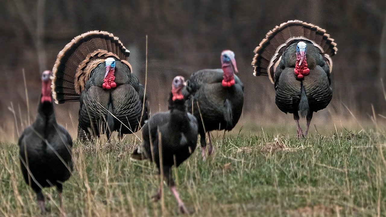 Over 1 HOUR Of The Best Merriam Hunts! | Turkey Hunting Out West | Spring Thunder